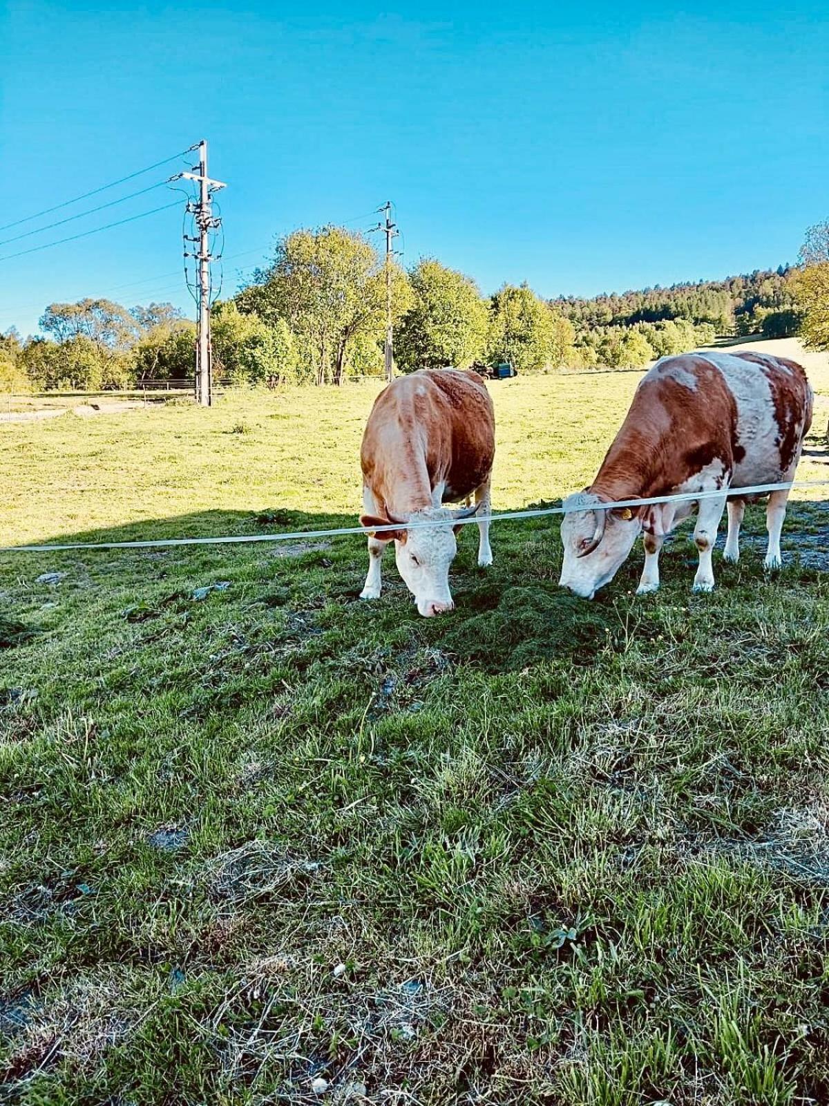 Chata Pod Wyciagiem Wańkowa Exteriér fotografie