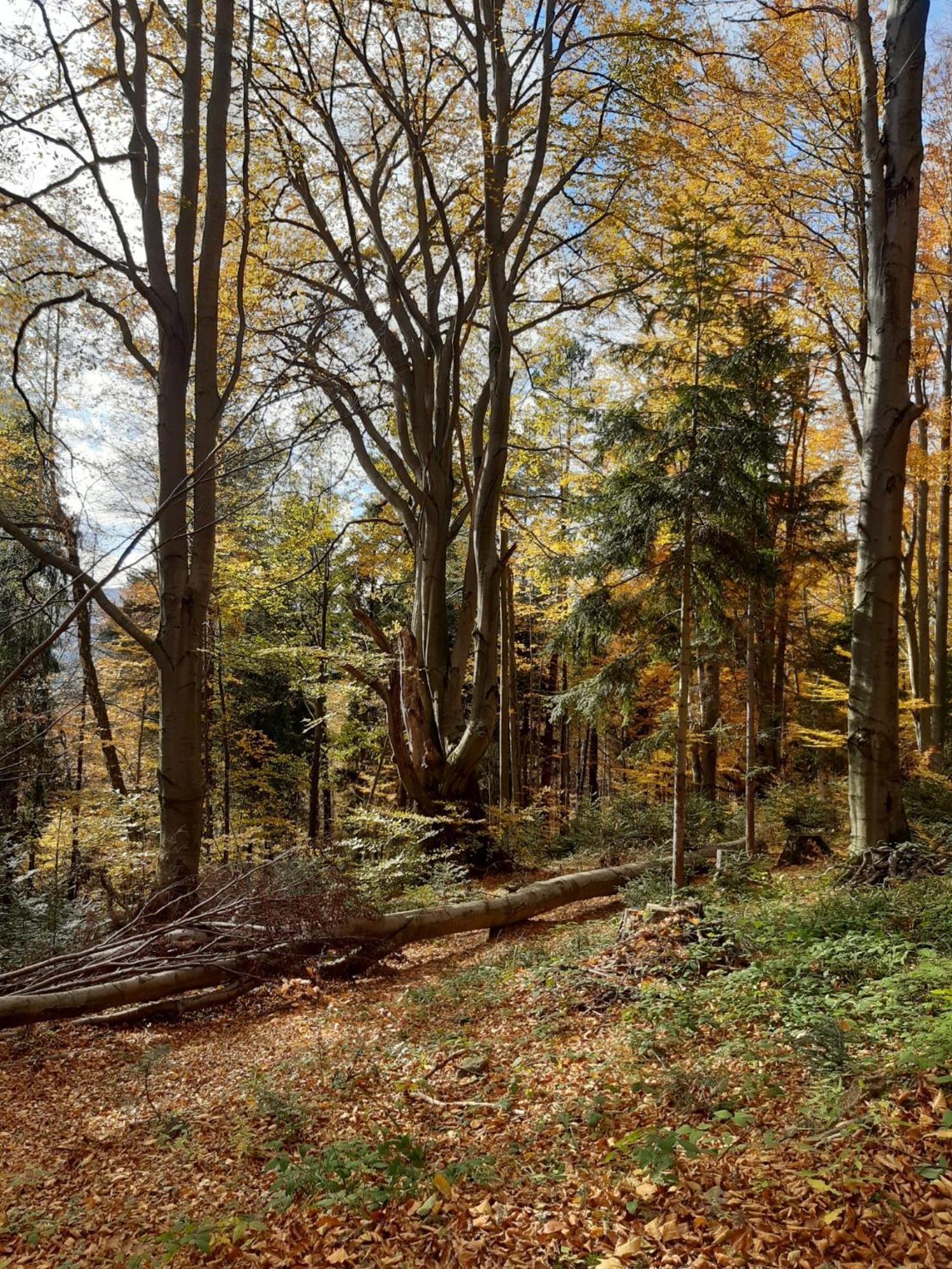 Chata Pod Wyciagiem Wańkowa Exteriér fotografie
