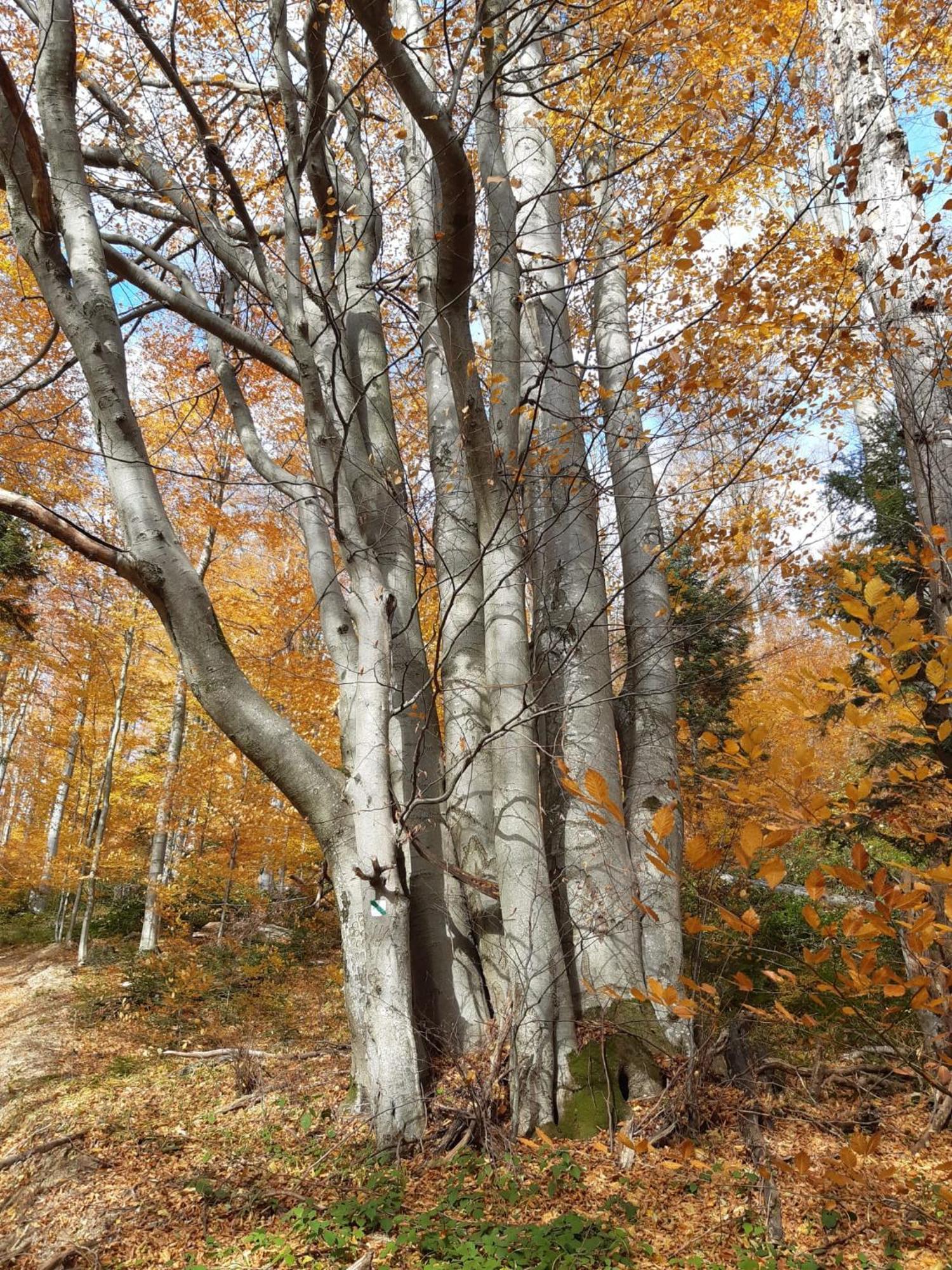 Chata Pod Wyciagiem Wańkowa Exteriér fotografie